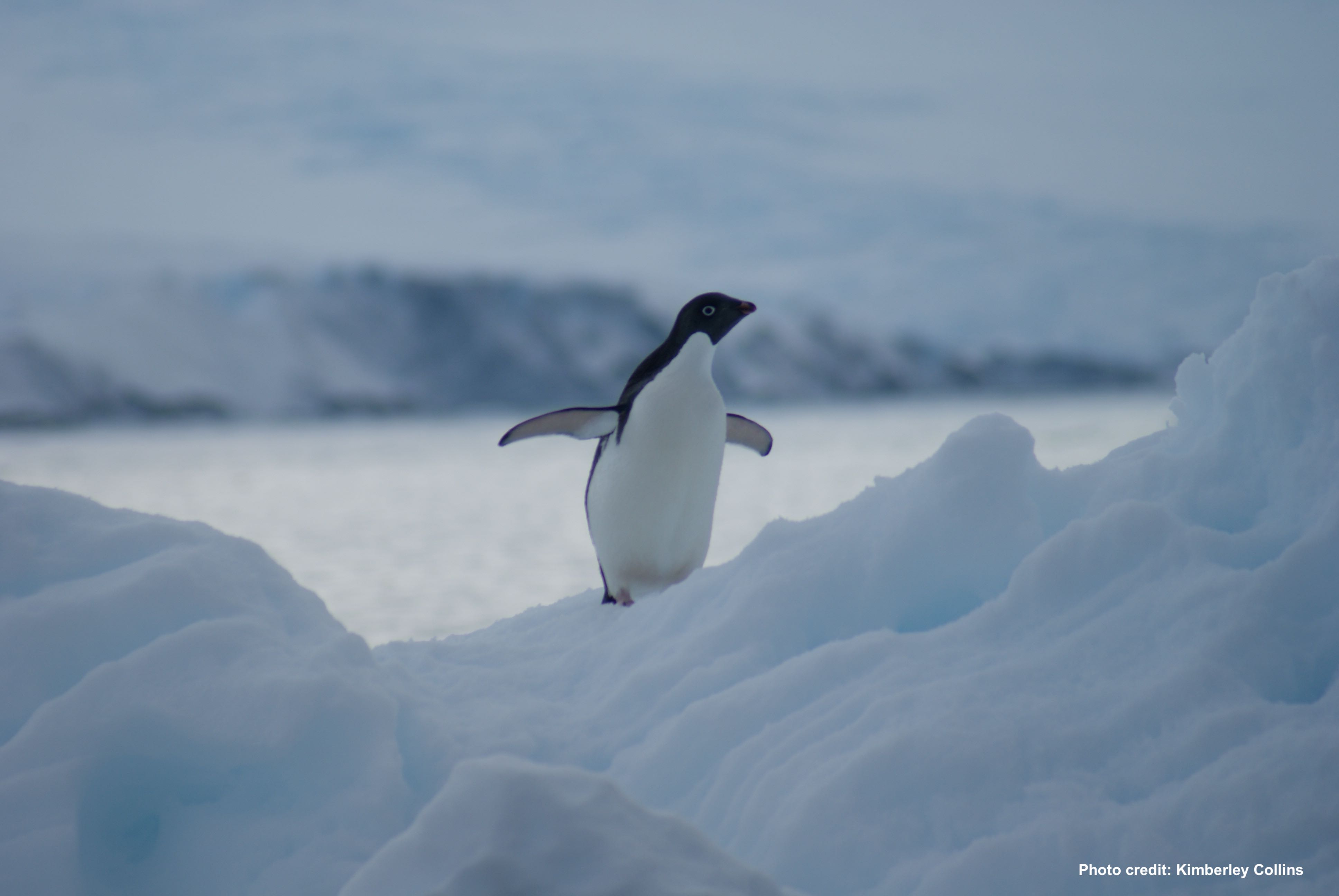 4月25日は世界ペンギンデー 気候変動 エネルギー
