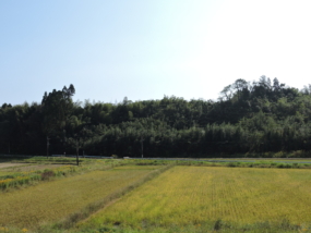 Thumbnail of post image 171