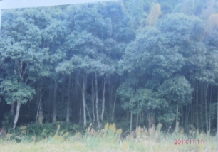 Thumbnail of post image 075