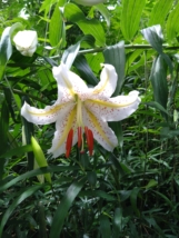 Thumbnail of post image 080