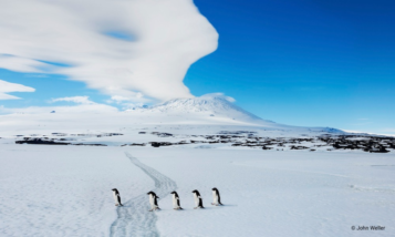 南極のペンギン